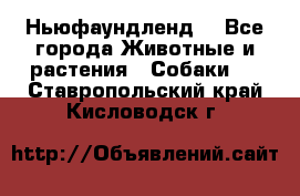 Ньюфаундленд  - Все города Животные и растения » Собаки   . Ставропольский край,Кисловодск г.